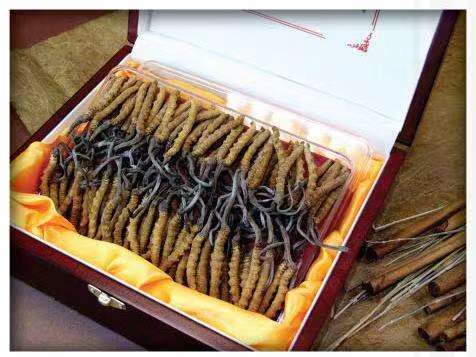 大竹冬虫夏草回收?